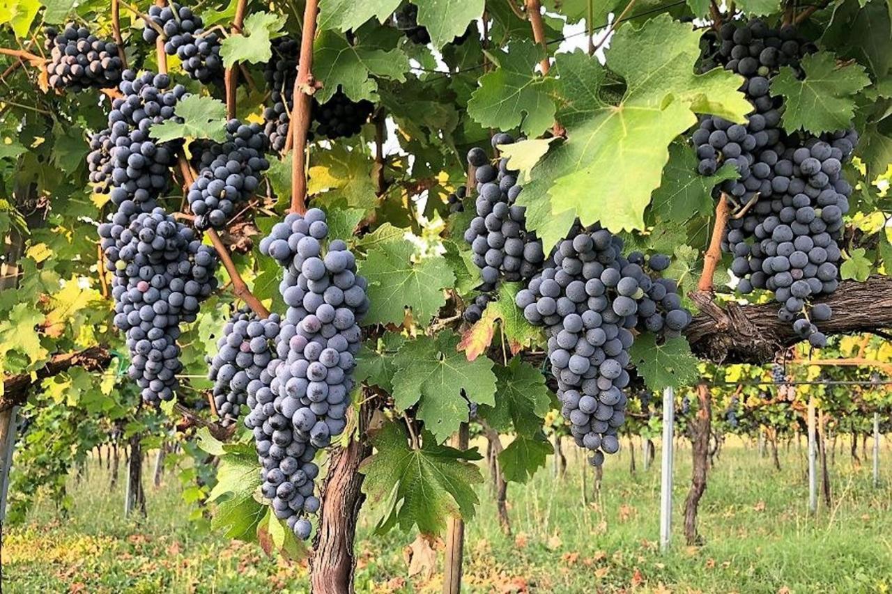 Agriturismo Podere Prasiano Marano sul Panaro Exteriér fotografie